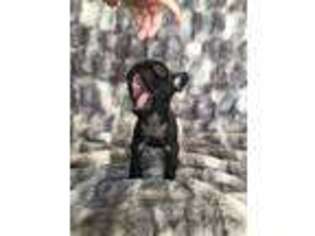 French Bulldog Puppy for sale in Stafford, VA, USA