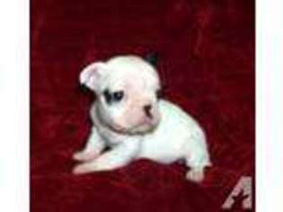 French Bulldog Puppy for sale in GRANTSBURG, IL, USA