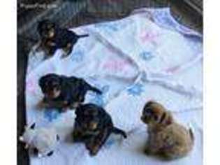 Cavalier King Charles Spaniel Puppy for sale in Whitsett, NC, USA