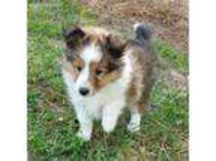Shetland Sheepdog Puppy for sale in Columbia, SC, USA