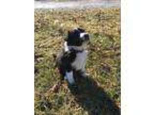 Border Collie Puppy for sale in Yorkshire, OH, USA