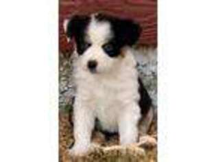 Miniature Australian Shepherd Puppy for sale in Ellensburg, WA, USA
