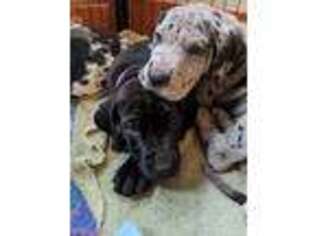 Great Dane Puppy for sale in Pryor, OK, USA