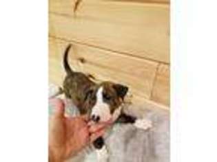 Bull Terrier Puppy for sale in Middletown, OH, USA