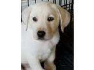 Labrador Retriever Puppy for sale in Clover, SC, USA