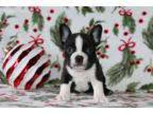 Boston Terrier Puppy for sale in Wakarusa, IN, USA