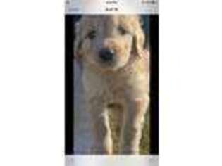Goldendoodle Puppy for sale in Glencoe, IL, USA