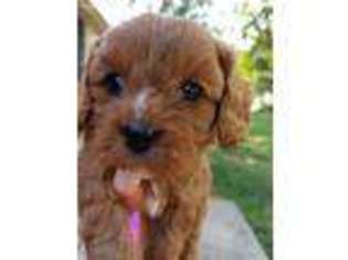 Cavachon Puppy for sale in Kansas City, MO, USA