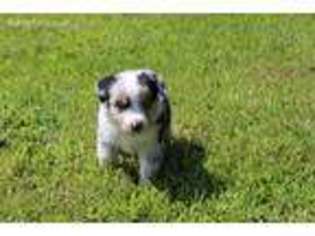 Miniature Australian Shepherd Puppy for sale in Titusville, PA, USA