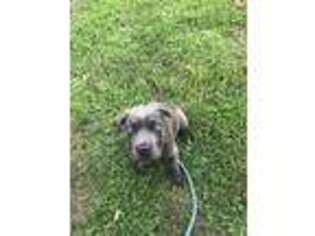 Cane Corso Puppy for sale in Humble, TX, USA