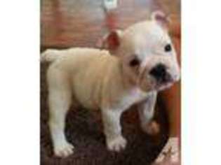 Bulldog Puppy for sale in SEFFNER, FL, USA
