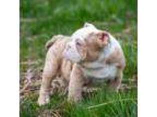 Bulldog Puppy for sale in Shoals, IN, USA