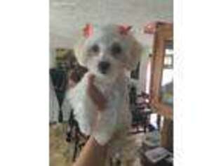 Maltese Puppy for sale in Paintsville, KY, USA