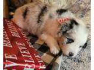 Miniature Australian Shepherd Puppy for sale in Ridgefield, WA, USA