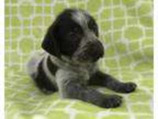 German Wirehaired Pointer Puppy for sale in Ephrata, PA, USA