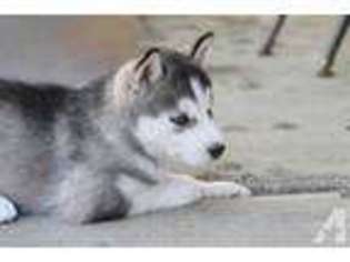 Siberian Husky Puppy for sale in SACRAMENTO, CA, USA