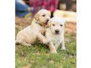 Golden Retriever Puppy for sale in New Braunfels, TX, USA