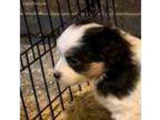 Miniature Australian Shepherd Puppy for sale in Huron, SD, USA