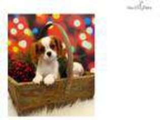 Cavalier King Charles Spaniel Puppy for sale in West Palm Beach, FL, USA