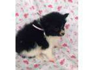 Pomeranian Puppy for sale in Gravois Mills, MO, USA
