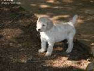 Mutt Puppy for sale in Corvallis, OR, USA