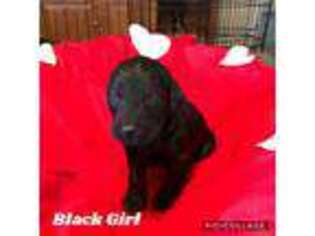 Labradoodle Puppy for sale in Mayer, AZ, USA