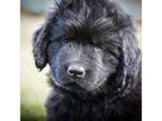 Newfoundland Puppy for sale in Corvallis, MT, USA