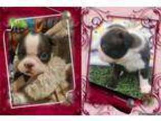 Boston Terrier Puppy for sale in Temecula, CA, USA