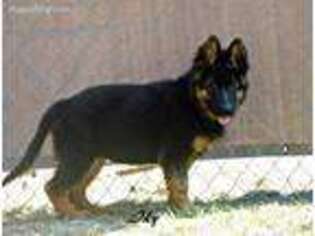 German Shepherd Dog Puppy for sale in Meherrin, VA, USA