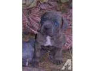 Cane Corso Puppy for sale in FINDLAY, OH, USA