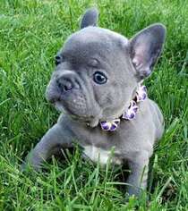 French Bulldog Puppy for sale in Bloomsburg, PA, USA