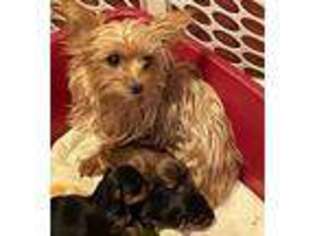 Yorkshire Terrier Puppy for sale in Wauseon, OH, USA
