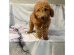 Goldendoodle Puppy for sale in Spicewood, TX, USA