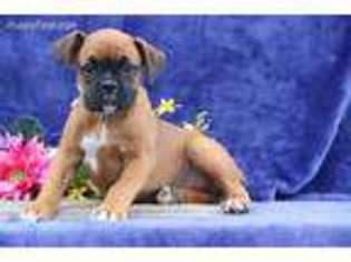 Boxer Puppy for sale in Kirkwood, PA, USA