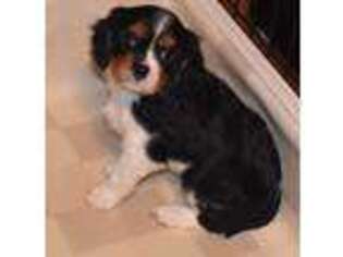 Cavalier King Charles Spaniel Puppy for sale in Selmer, TN, USA