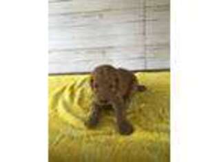 Mutt Puppy for sale in Bay Springs, MS, USA