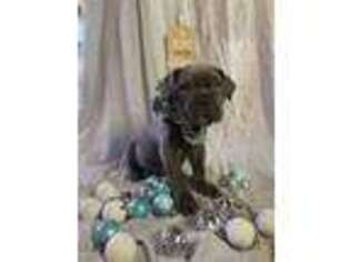Cane Corso Puppy for sale in Birch Tree, MO, USA