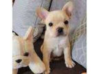 French Bulldog Puppy for sale in Plainview, NY, USA