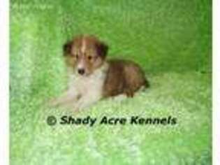 Shetland Sheepdog Puppy for sale in Abbeville, GA, USA