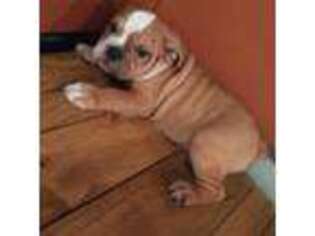 Olde English Bulldogge Puppy for sale in Granby, MO, USA