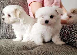 Maltese Puppy for sale in Spartanburg, SC, USA