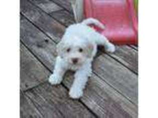 Lagotto Romagnolo Puppy for sale in Yale, OK, USA