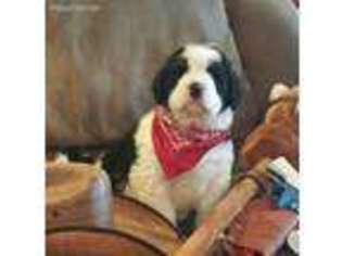 Medium Photo #1 Saint Berdoodle Puppy For Sale in Elkton, KY, USA