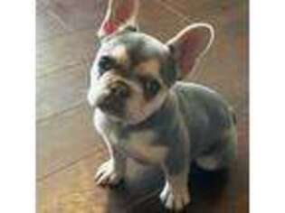 French Bulldog Puppy for sale in Vinemont, AL, USA