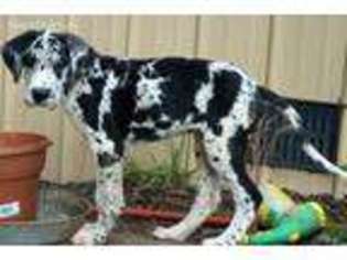 Great Dane Puppy for sale in Chase City, VA, USA