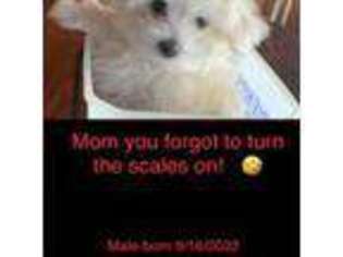 Maltese Puppy for sale in Davis, OK, USA