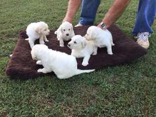 Labradoodle Puppy for sale in Ninety Six, SC, USA