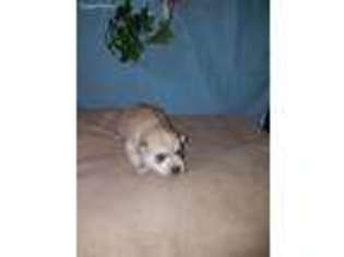 Mutt Puppy for sale in Wesley, IA, USA