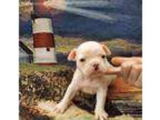 French Bulldog Puppy for sale in Hawkinsville, GA, USA
