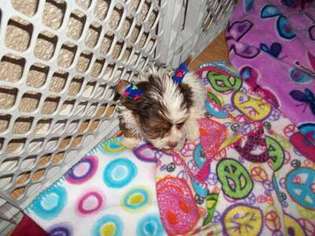 Yorkshire Terrier Puppy for sale in Marshfield, MO, USA